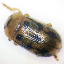 Gonioctena intermedia Gonioctena intermedia